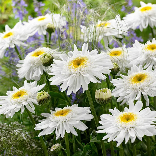 Bakker Marguerite Wirral Supreme vivace pot Ø9cm blanche double été