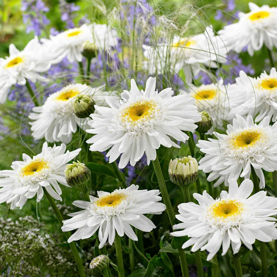 Bakker Marguerite Wirral Supreme vivace pot Ø9cm blanche double été