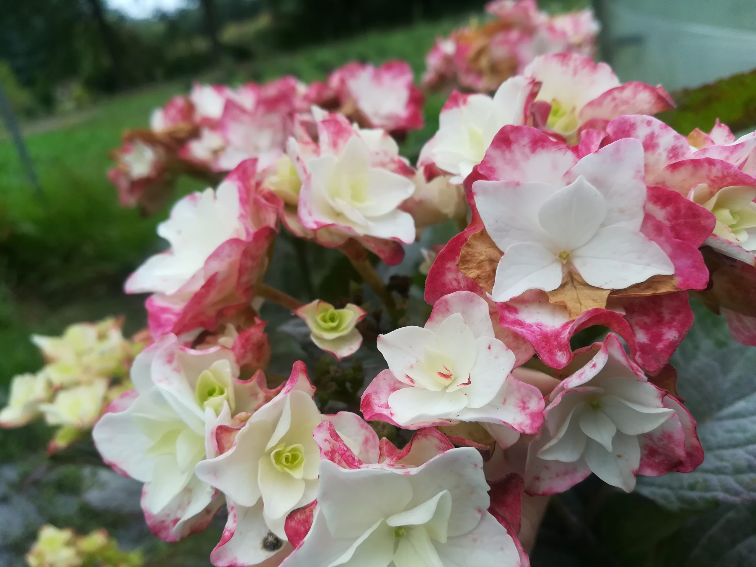 Hortensias du Haut Bois Faustine hortensia plat obtention 2020