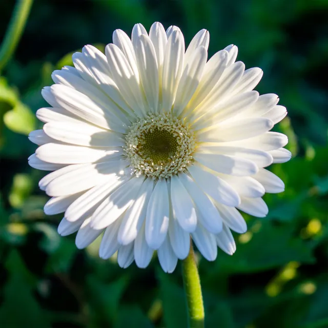 Bakker Gerbera blanche fleur terrasse pot 12cm 5 mois