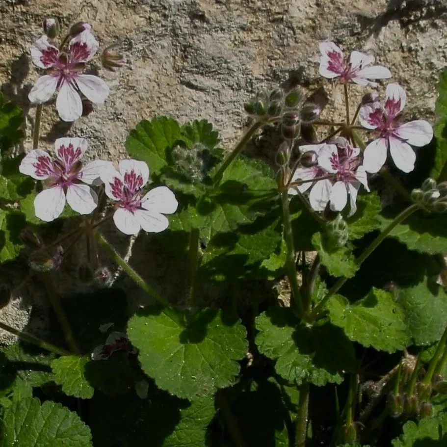 Passion Vivaces Erodium Sweetheart géranium vivace fleurs bicolores