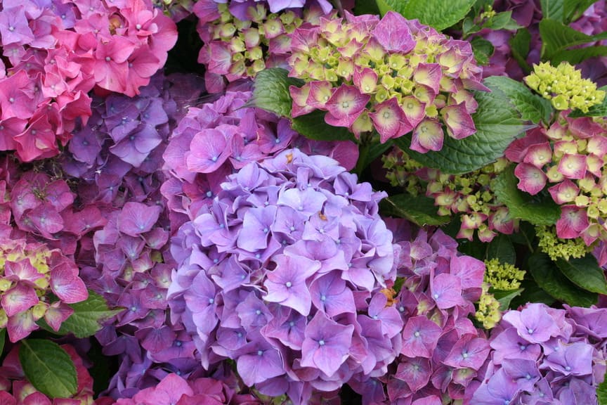 Les Hortensias du Haut Bois Draps Wonder hortensia rond