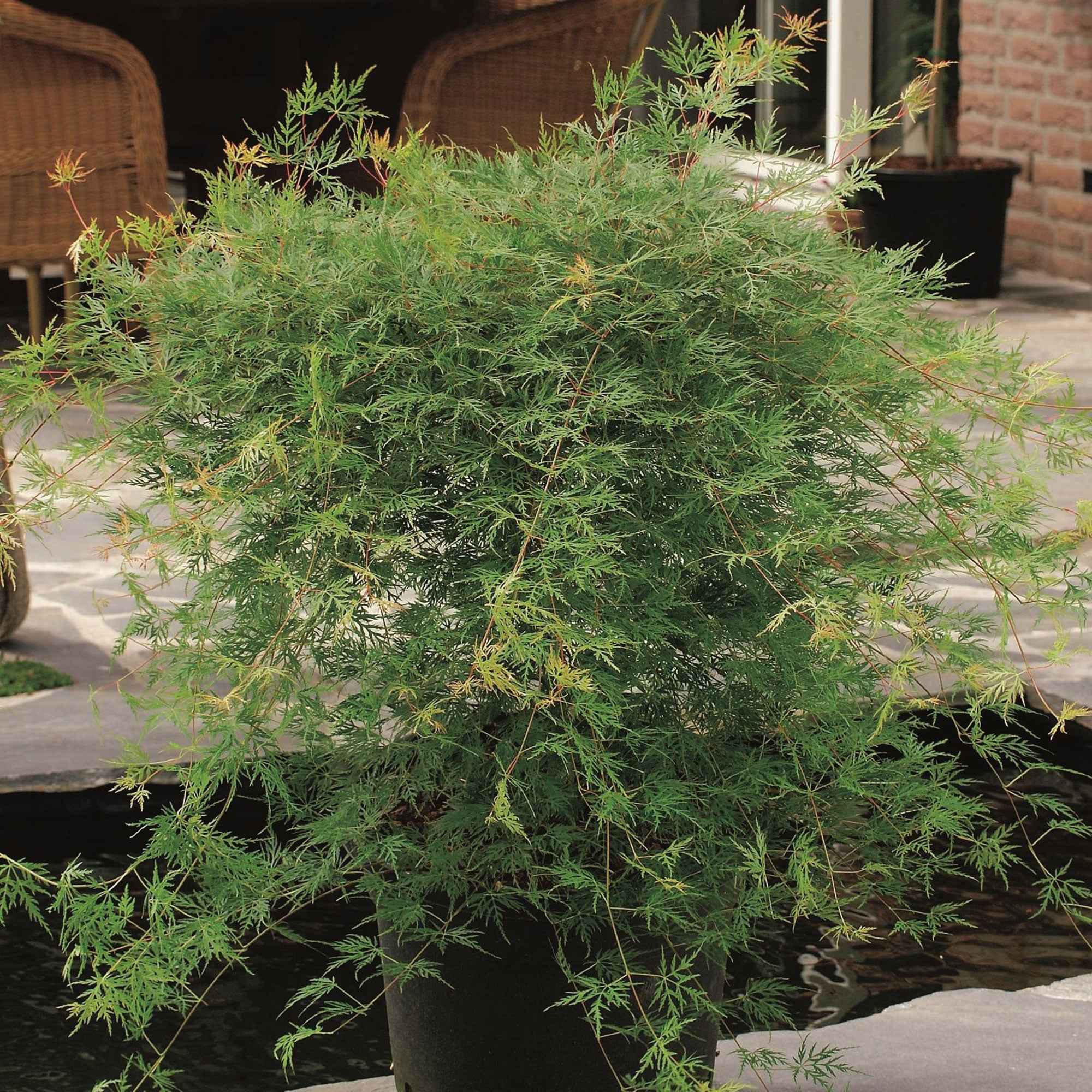 Bakker Érable japonais Emerald Lace pot 3L 40-50cm vert rouge