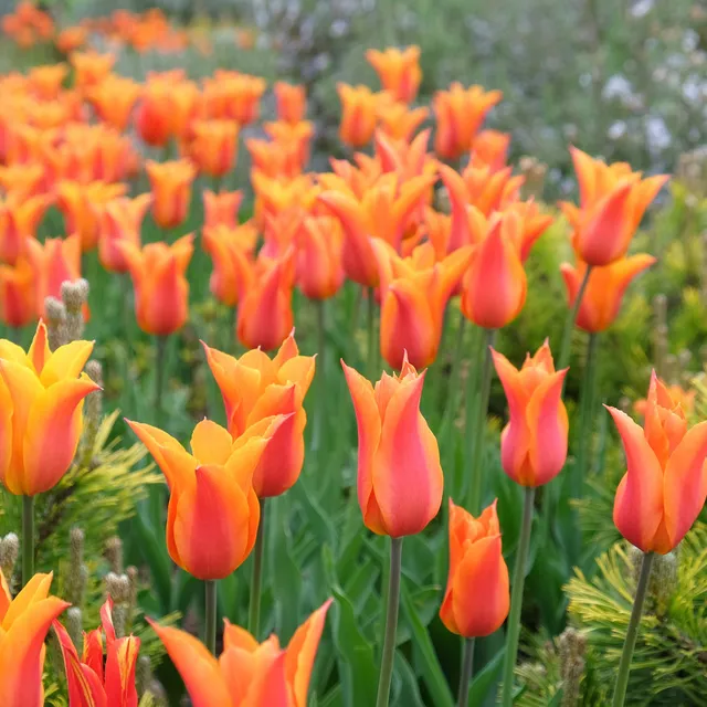 Bakker Tulipe Ballerina bulbe fleur sachet 7 bulbes orange parfumée