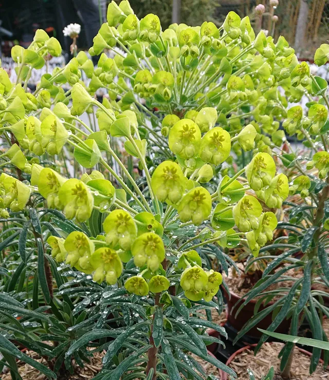 Passion Vivaces Euphorbia characias Wulfennii Shorty pot 1 L