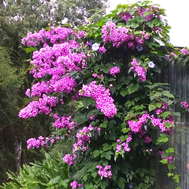 Bakker Violet de Mèze bougainvillier rustique pot Ø 11 cm