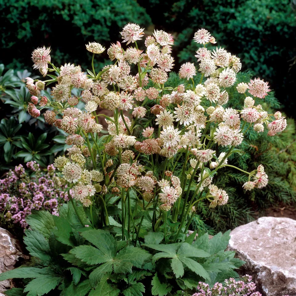 Bakker Astrances blanches plante vivace 2 racines nues à couper