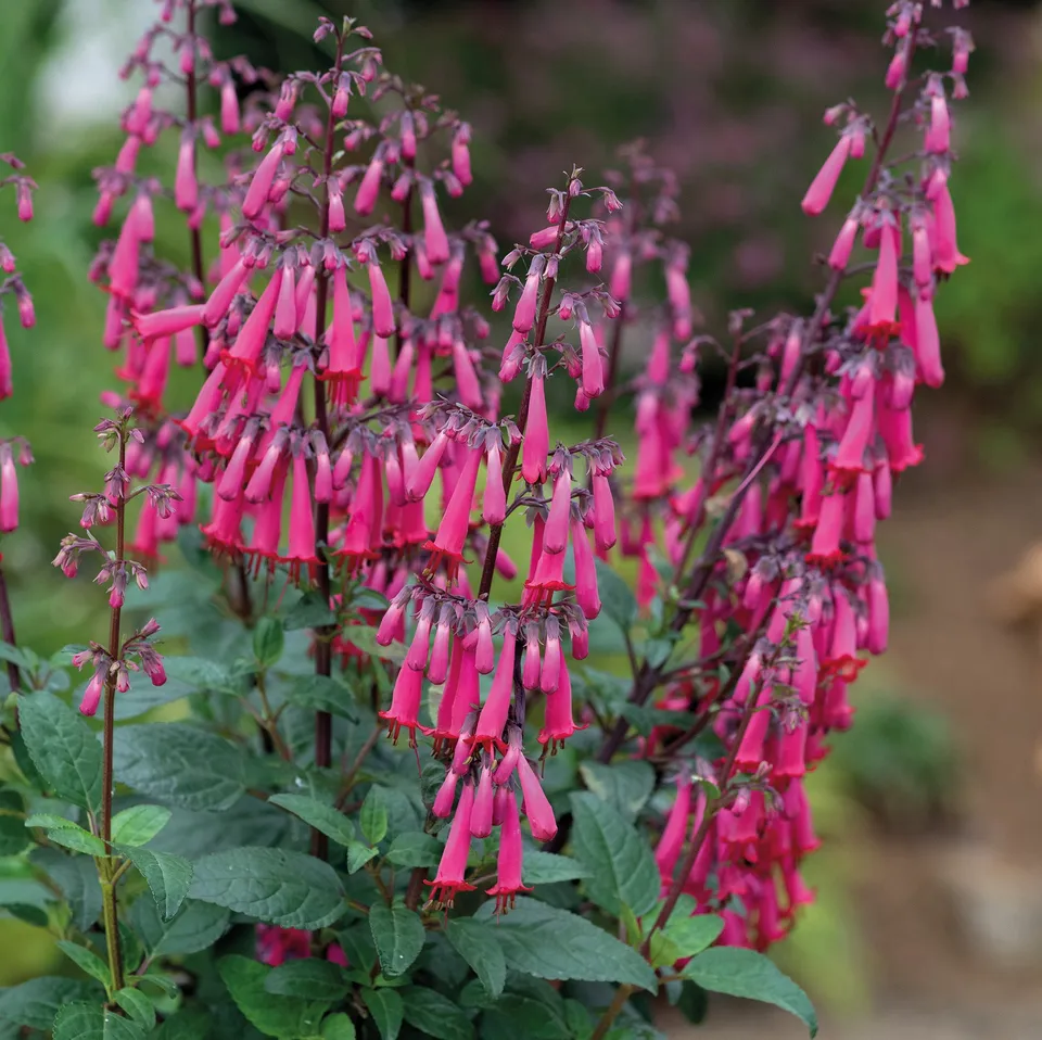 Pépinières Ripoche Phygelius Colorburst Rose fuchsia Cap