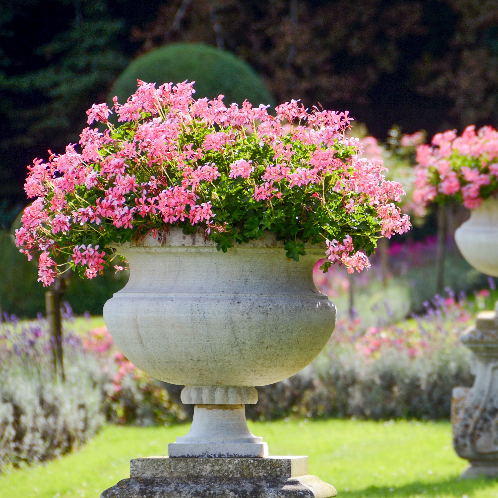 Bakker Géranium lierre rose pot 13cm retombant balcon