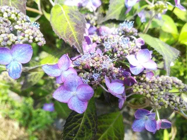 Les Hortensias du Haut Bois Montaso hortensia serrata godet fleurs plates