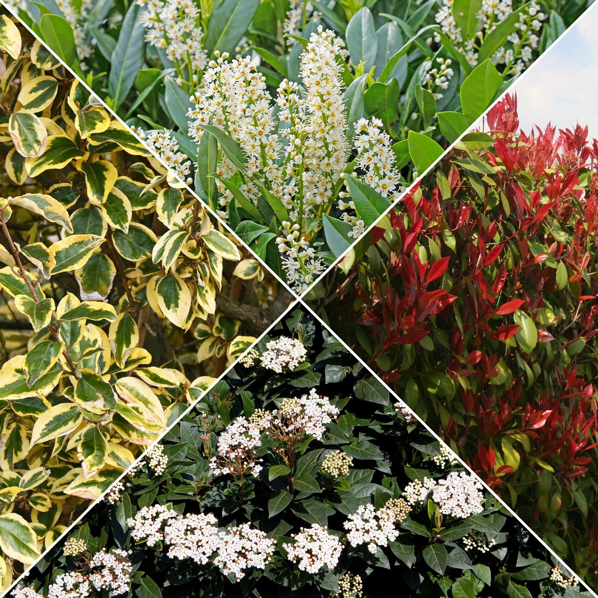 Bakker Collection Haie persistante 4 pots 9cm 20cm