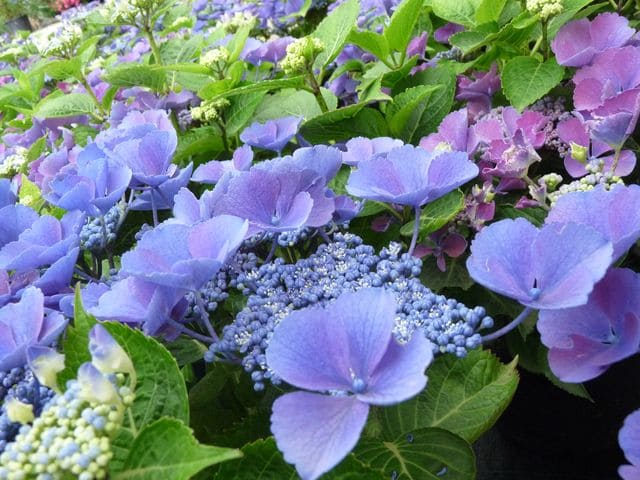 Hortensias du Haut Bois Gimpel hortensia fleurs plates godet