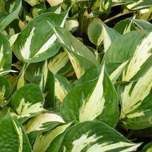 Bakker Hosta Revolution vivace feuillage pot 3 L