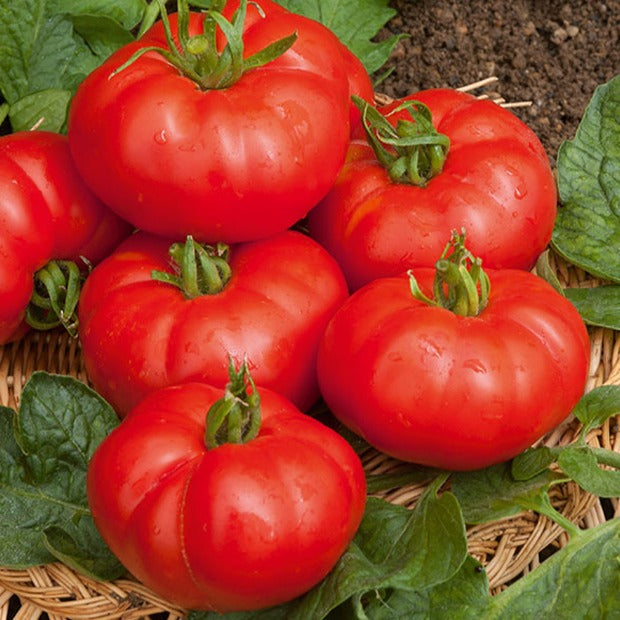 Bakker Marmande tomate à gros fruits sachet 75 graines