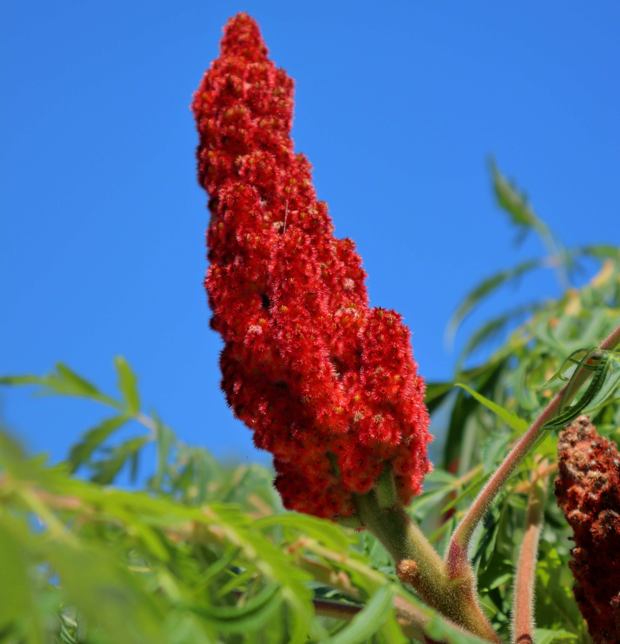 Pépinières Ripoche Rhus Laciniata sumac automne