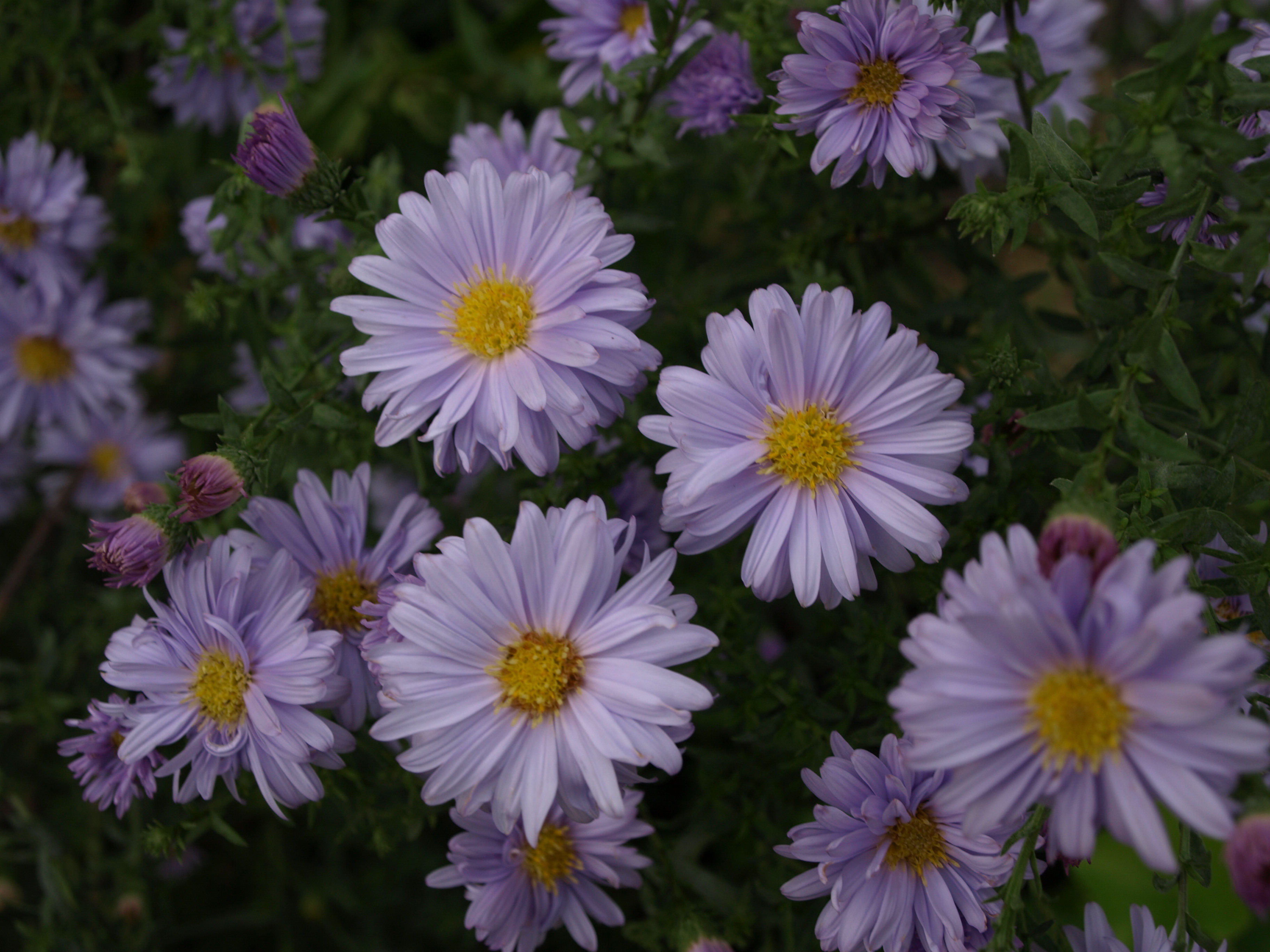 Passion Vivaces Aster novi-belgii Marie Ballard bleu pâle godet