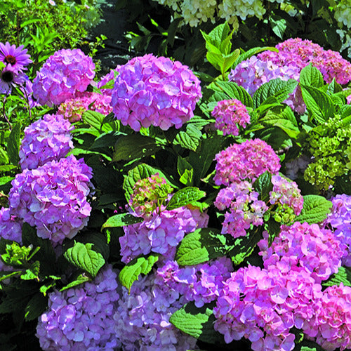 Bakker Hortensia So Long Rosy arbuste pot 3L rose