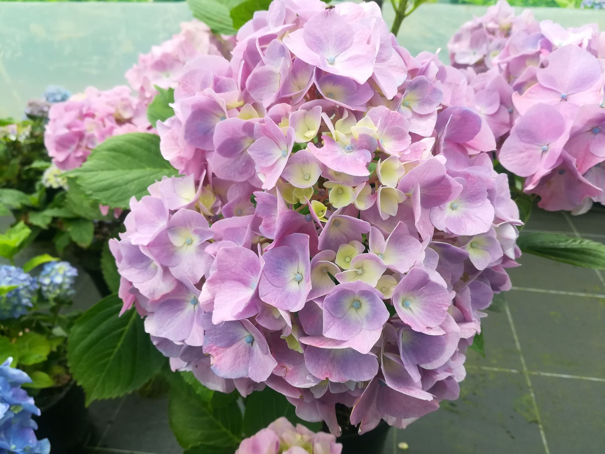 Les Hortensias du Haut Bois Botanique du Japon hortensia fleurs rondes godet