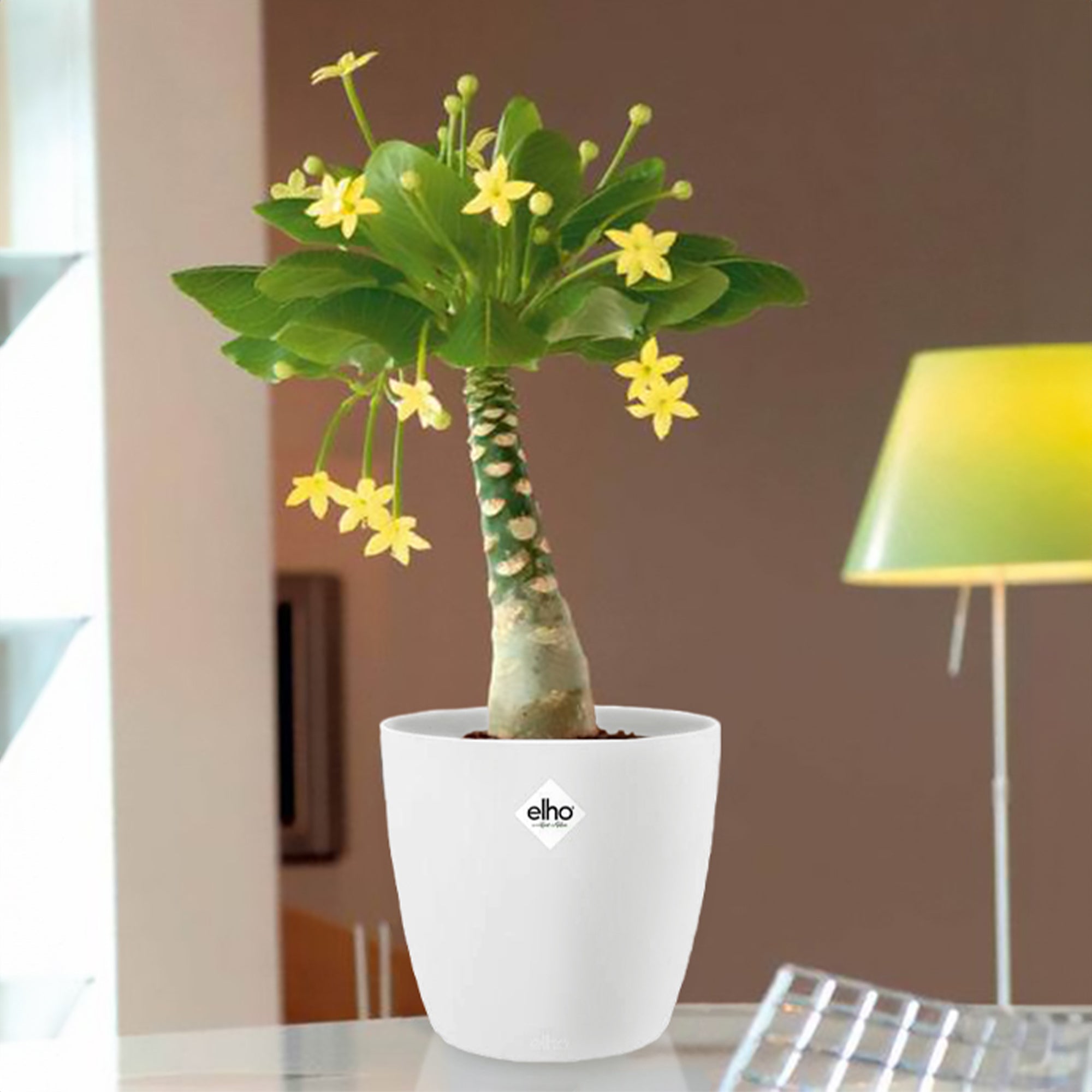 Bakker Plantes d'intérieur Palmier Hawaien plante 2 pots 12cm