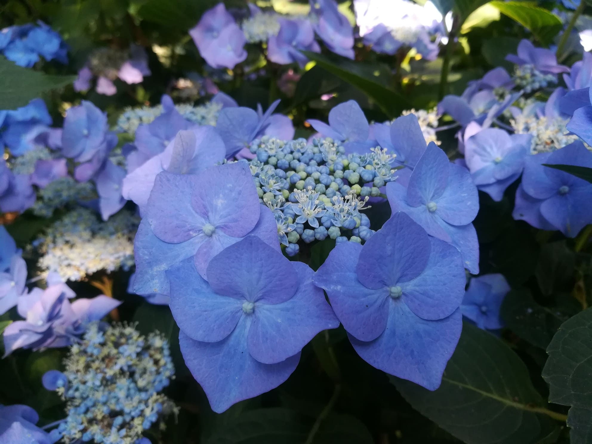 Haut Bois Hydrangea macrophylla Iowa hortensia fleurs plates