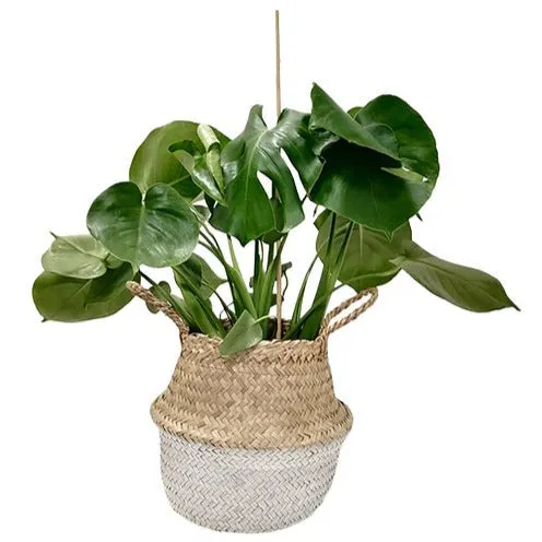 Bakker Belly Basket blanc cache-pot osier la pièce