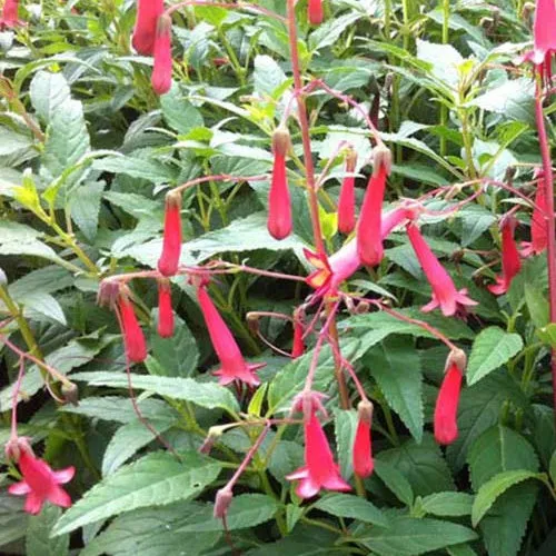Bakker Fuchsia du Cap African Queen pot Ø 9cm rouge
