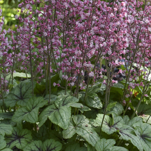 Bakker Plantes vivaces Heucherella Pink Fizz pot Ø 9cm rose