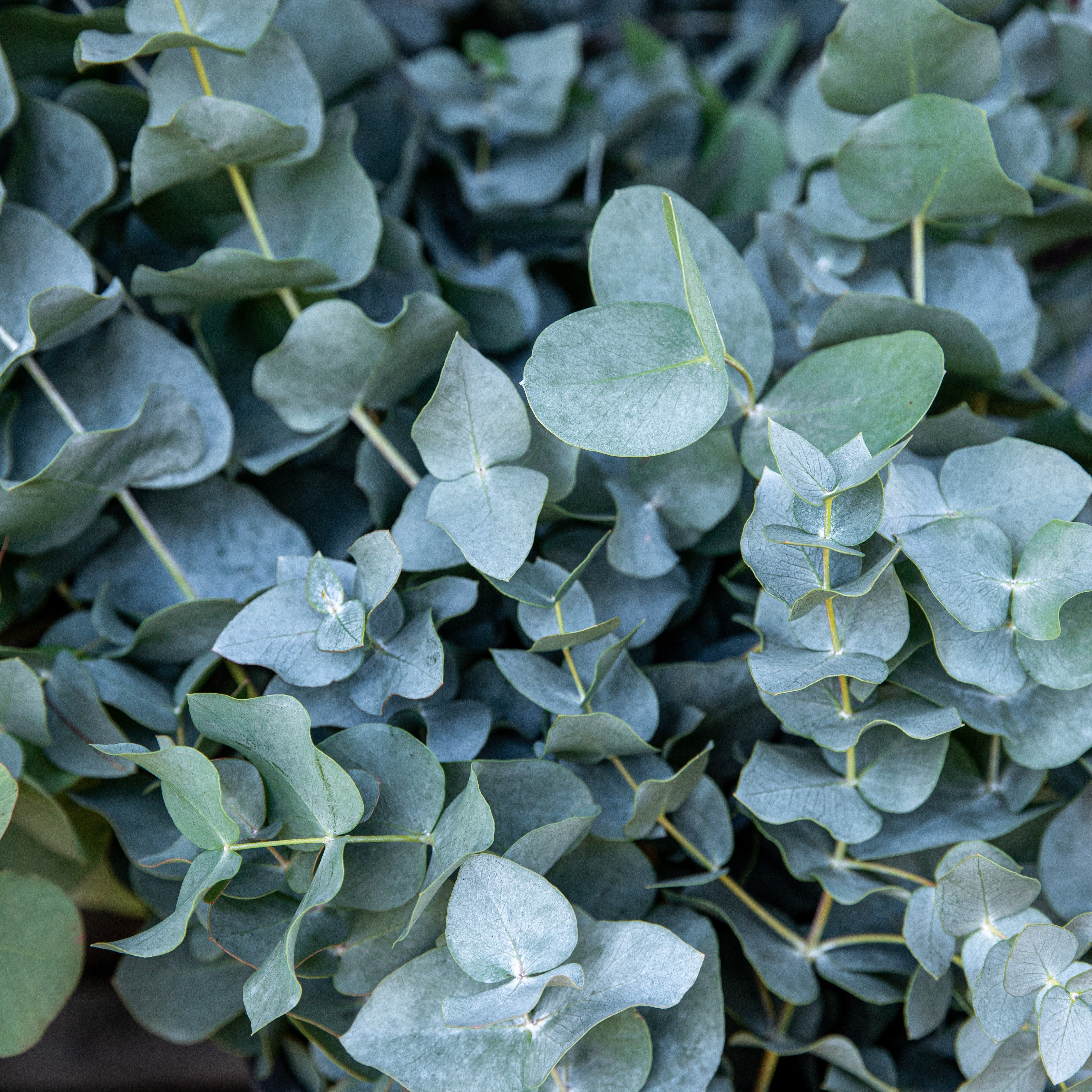 Bakker Baby Blue eucalyptus pot 2L feuillage bleu