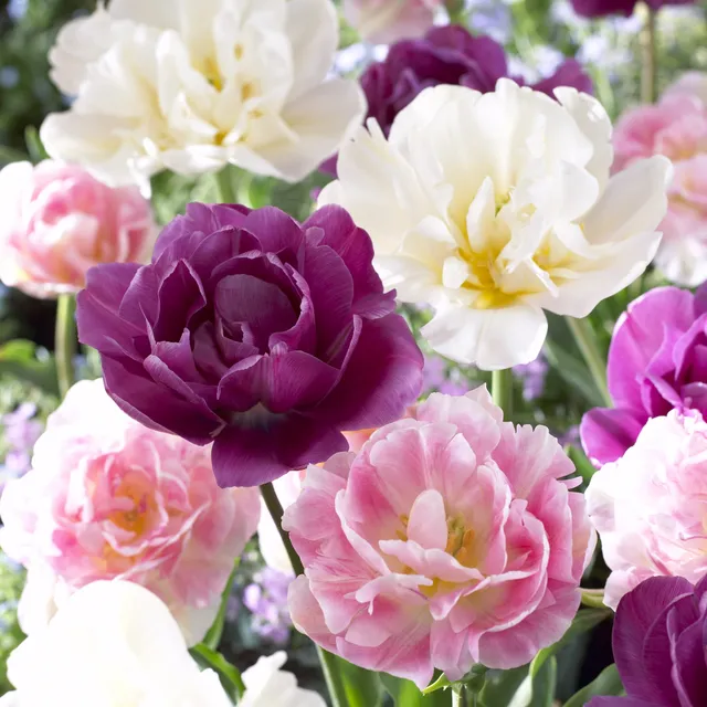 Bakker Bulbes Sensation tulipe sachet 10 bulbes mélange