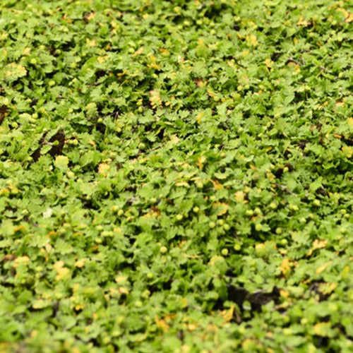 Bakker Cotule Minima naine vivace pot 9cm couvre-sol