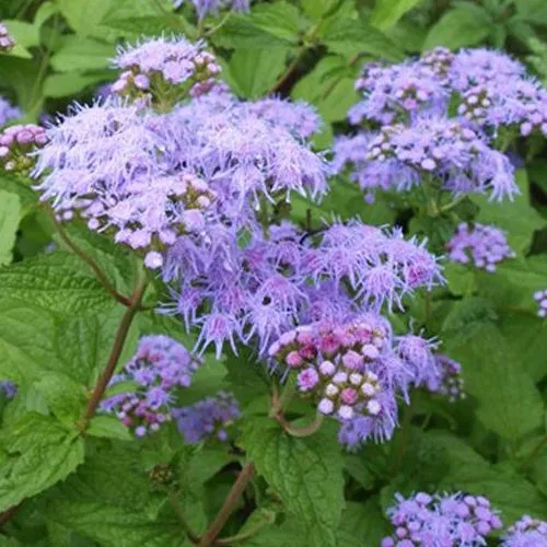 Bakker Plantes vivaces Eupatoire ageratum plante godet Ø9cm bleue