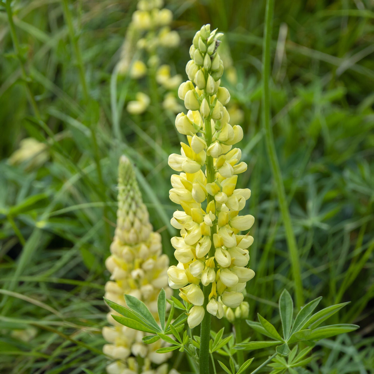Bakker Chandelier lupin jaune vivace pot 9cm
