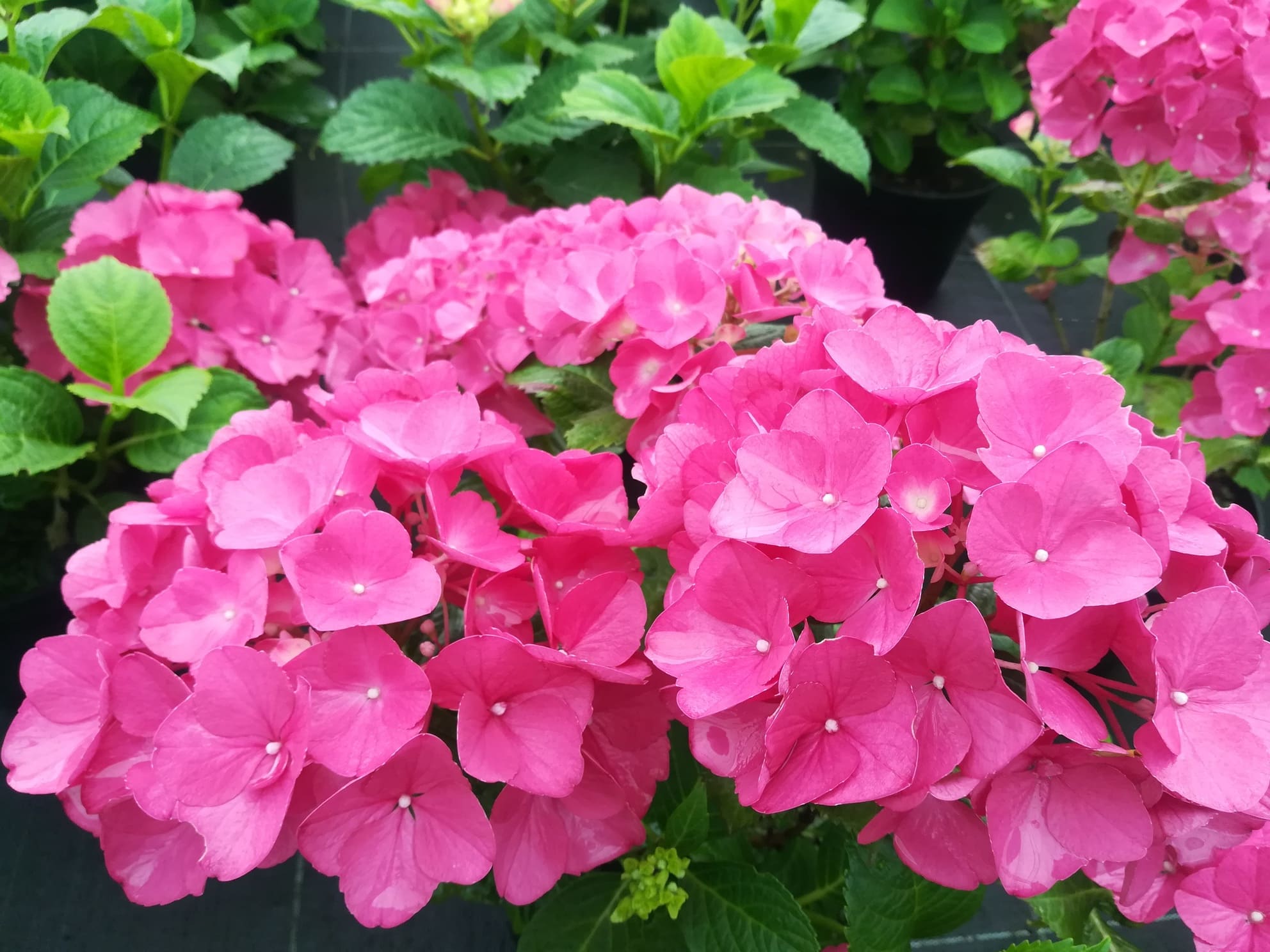 Les Hortensias du Haut Bois Kastel hortensia fleurs rondes godet