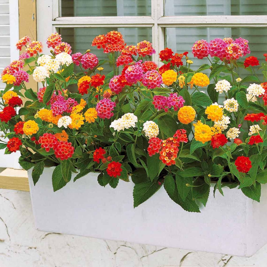 Bakker 3 Lantanas en mélange plante terrasse 3 pots Ø10,5cm soleil