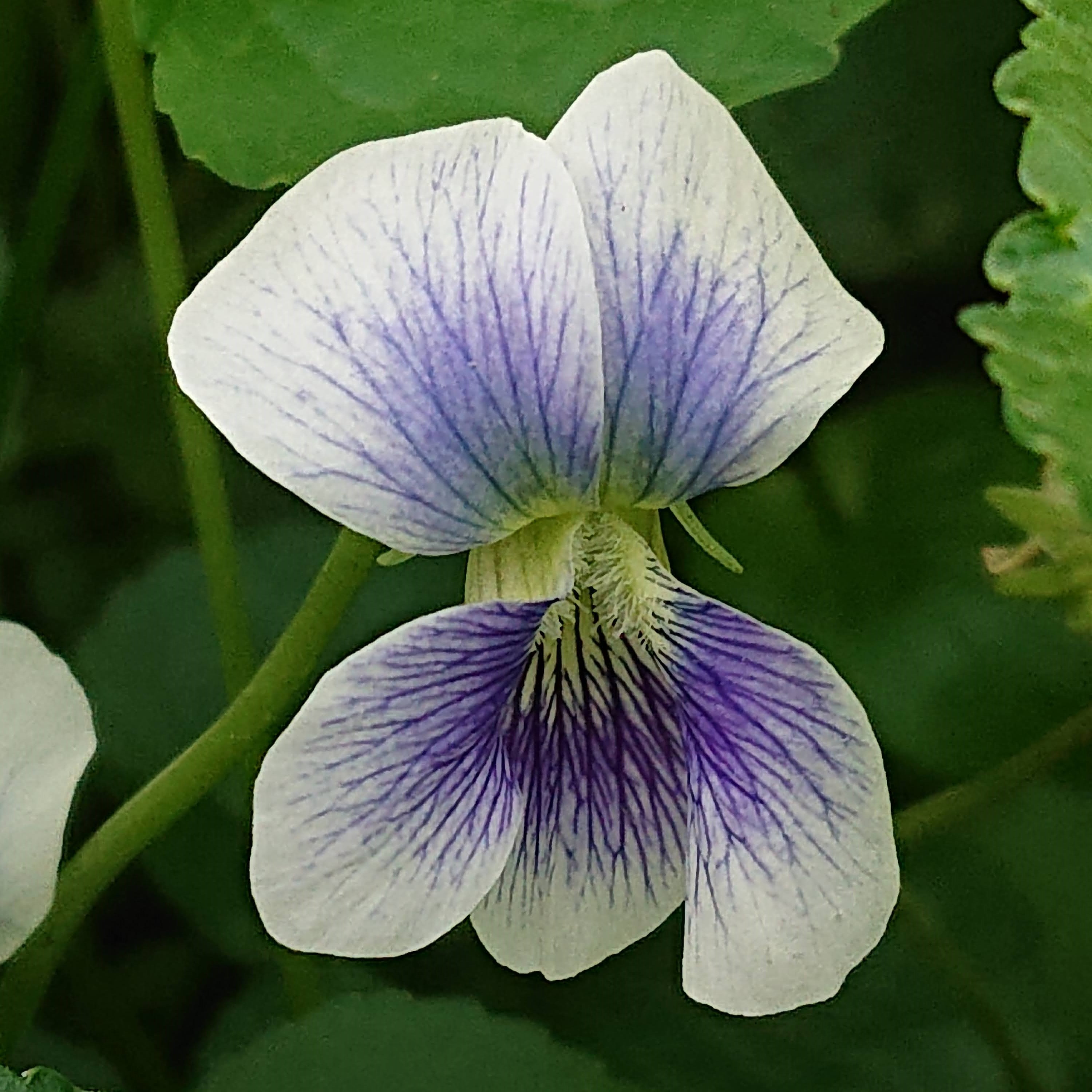 Passion Vivaces Viola sororia Priceana violette pot 1L blanche