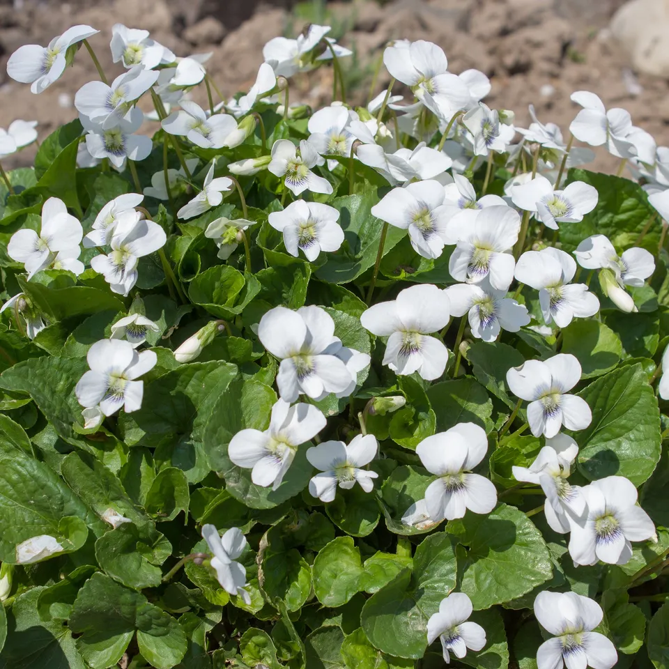 Bakker Plantes vivaces violette odorante blanche pot Ø9cm parfumée