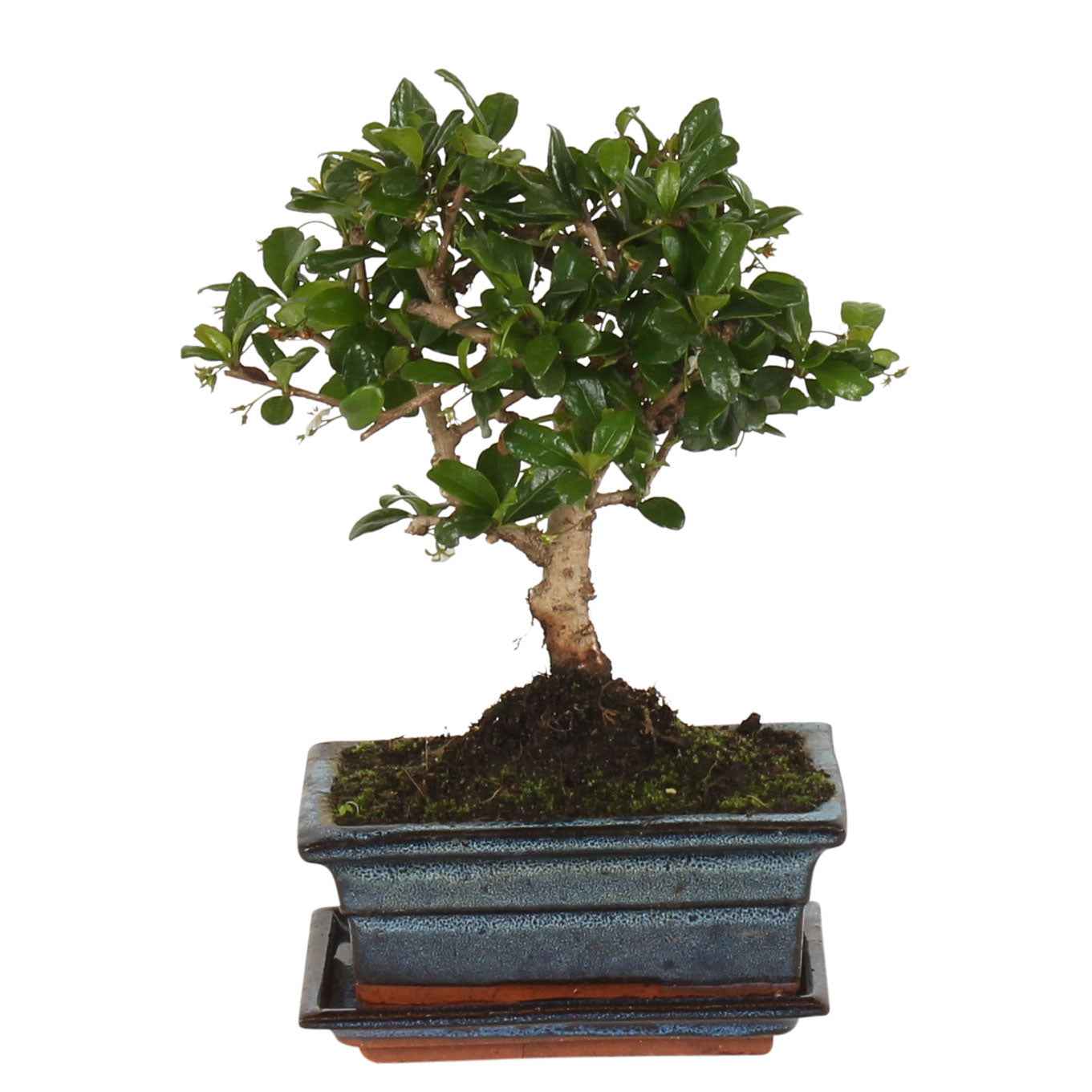 Bakker Plantes d'intérieur Bonsaï carmona plante d'intérieur pot 15cm