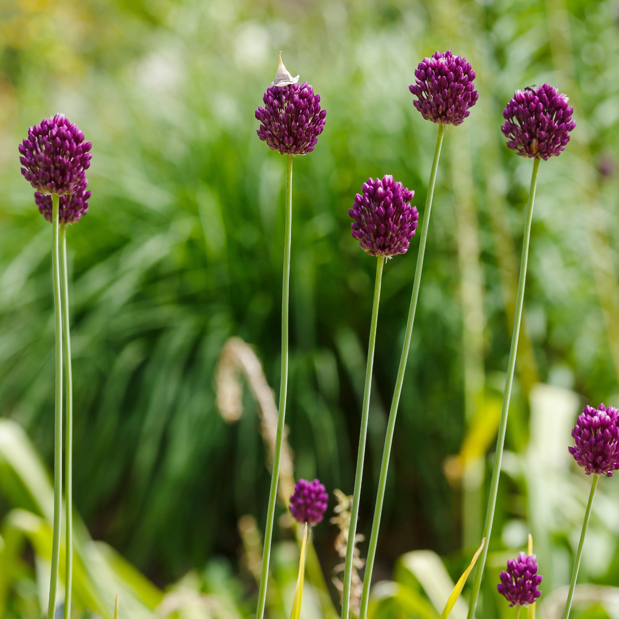 Bakker Allium tête ronde bulbe sachet 25 violet 6cm+