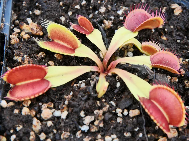 Carniflore Dionée Rouge Sombre plante carnivore piège rouge adulte
