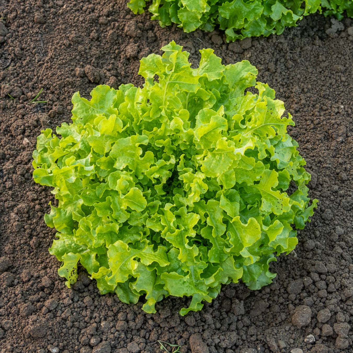 Bakker Potager Laitue Salad Bowl graines sachet 1g à couper