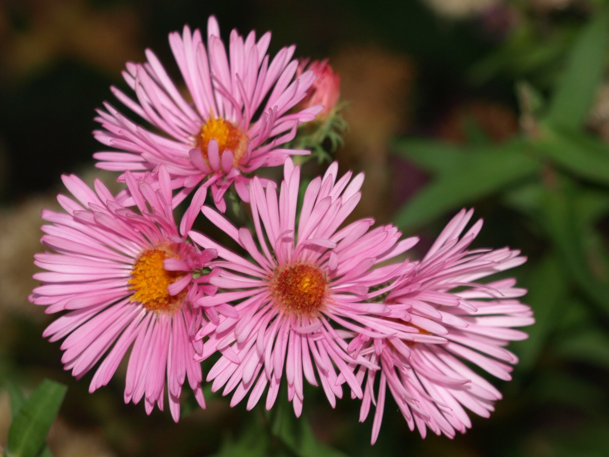 Passion Vivaces ASTER novae angliae Harrington Pink aster godet rose
