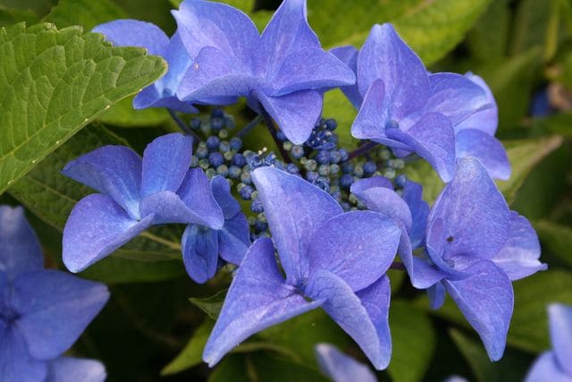 Les Hortensias du Haut Bois Pfau hortensia fleurs plates