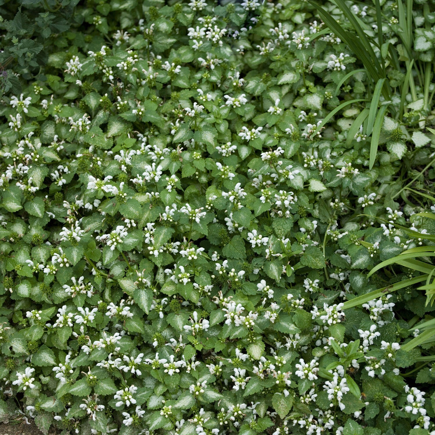 Bakker Lamier maculé Album couvre-sol pot 9cm fleurs blanches