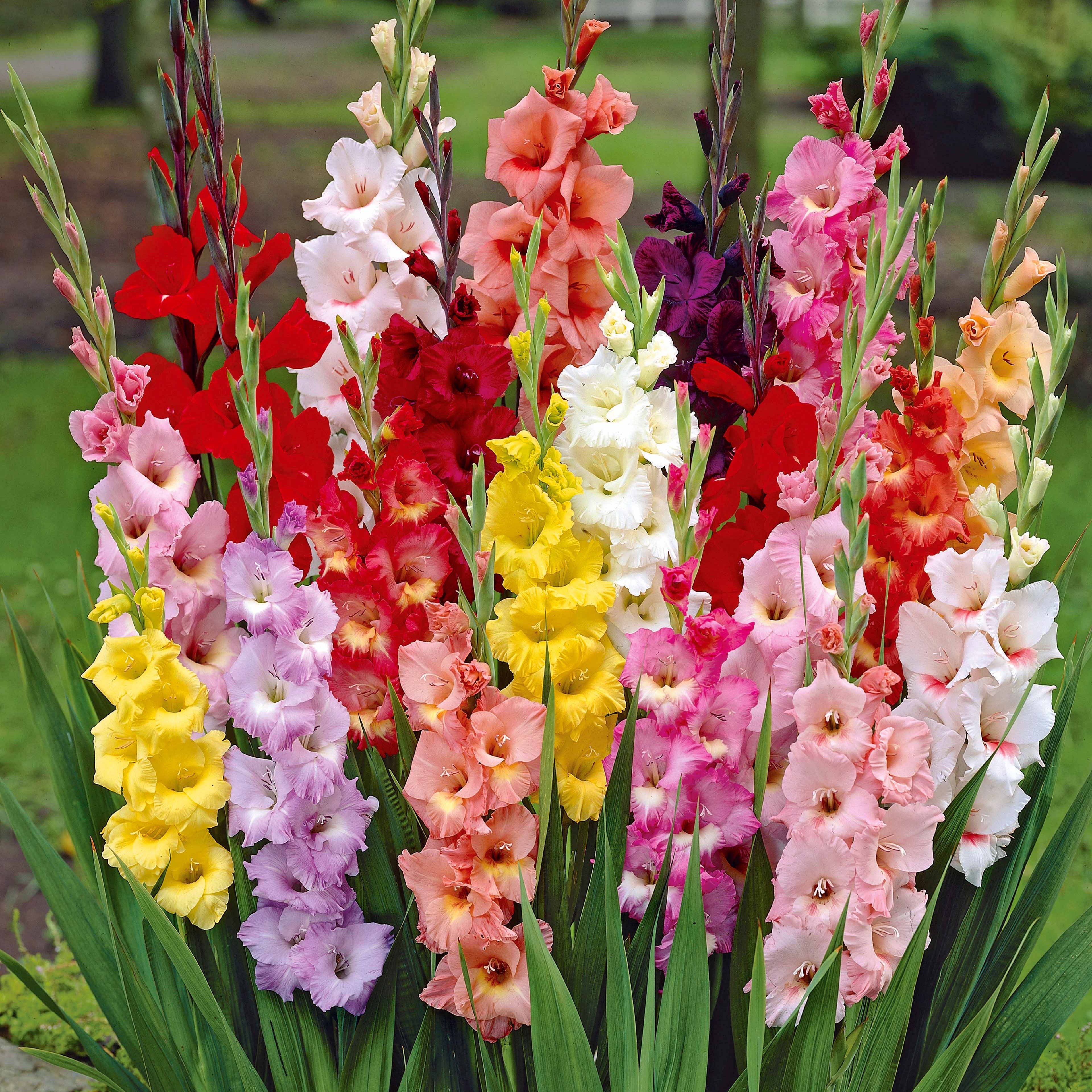 Bakker Glaïeul à Grandes Fleurs bulbes sachet 50 mélange couleurs