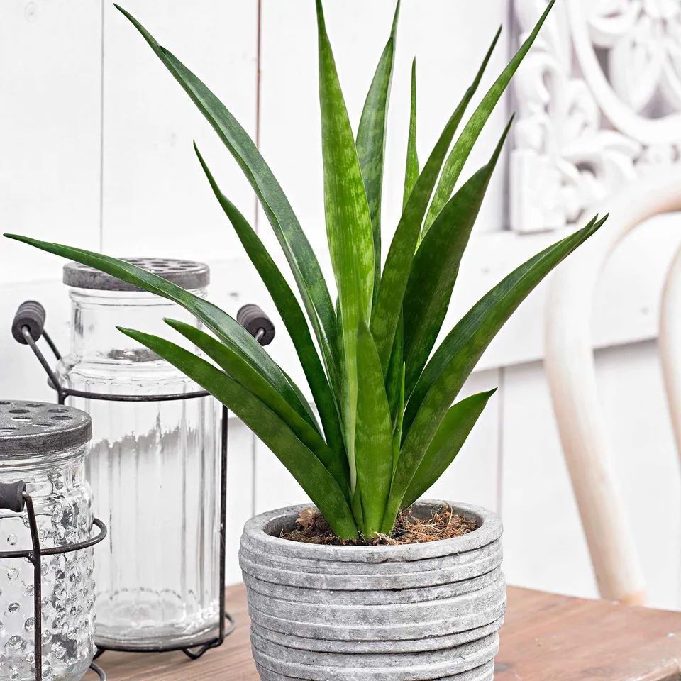 Bakker Sansevieria Friends plante d'intérieur pot 15cm