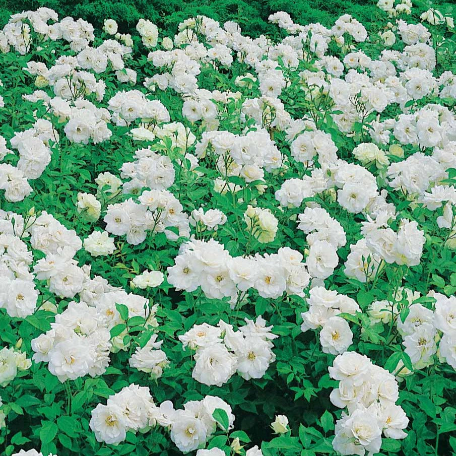 Bakker Rosiers Princesse de Galles Hardinkum rosier racine nue blanc