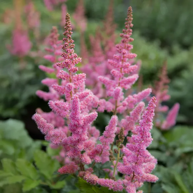 Bakker Astilbe Vision in Pink vivace godet 9cm rose