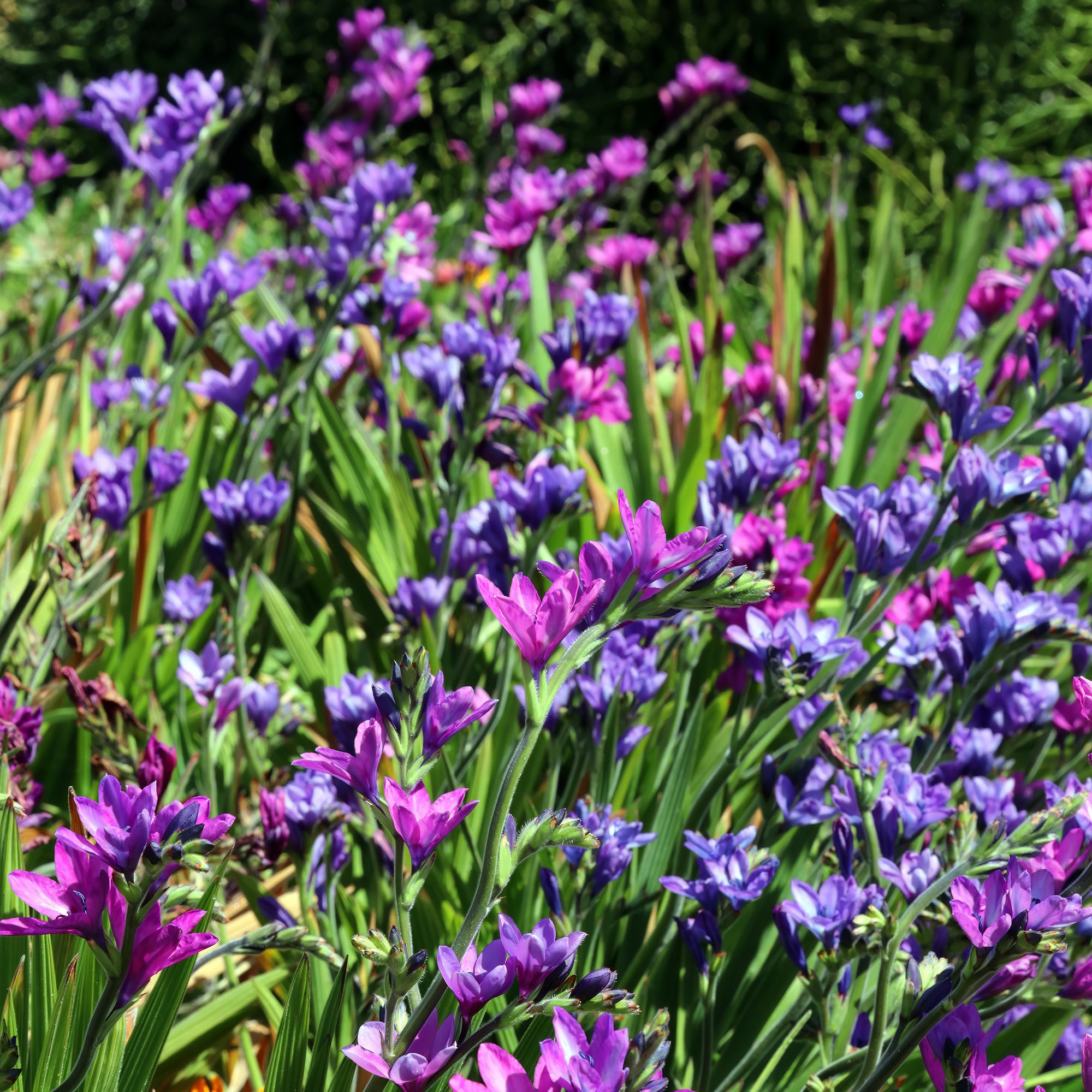 Bakker Bulbes à fleurs Babiana stricta bulbe sachet 10 mélange
