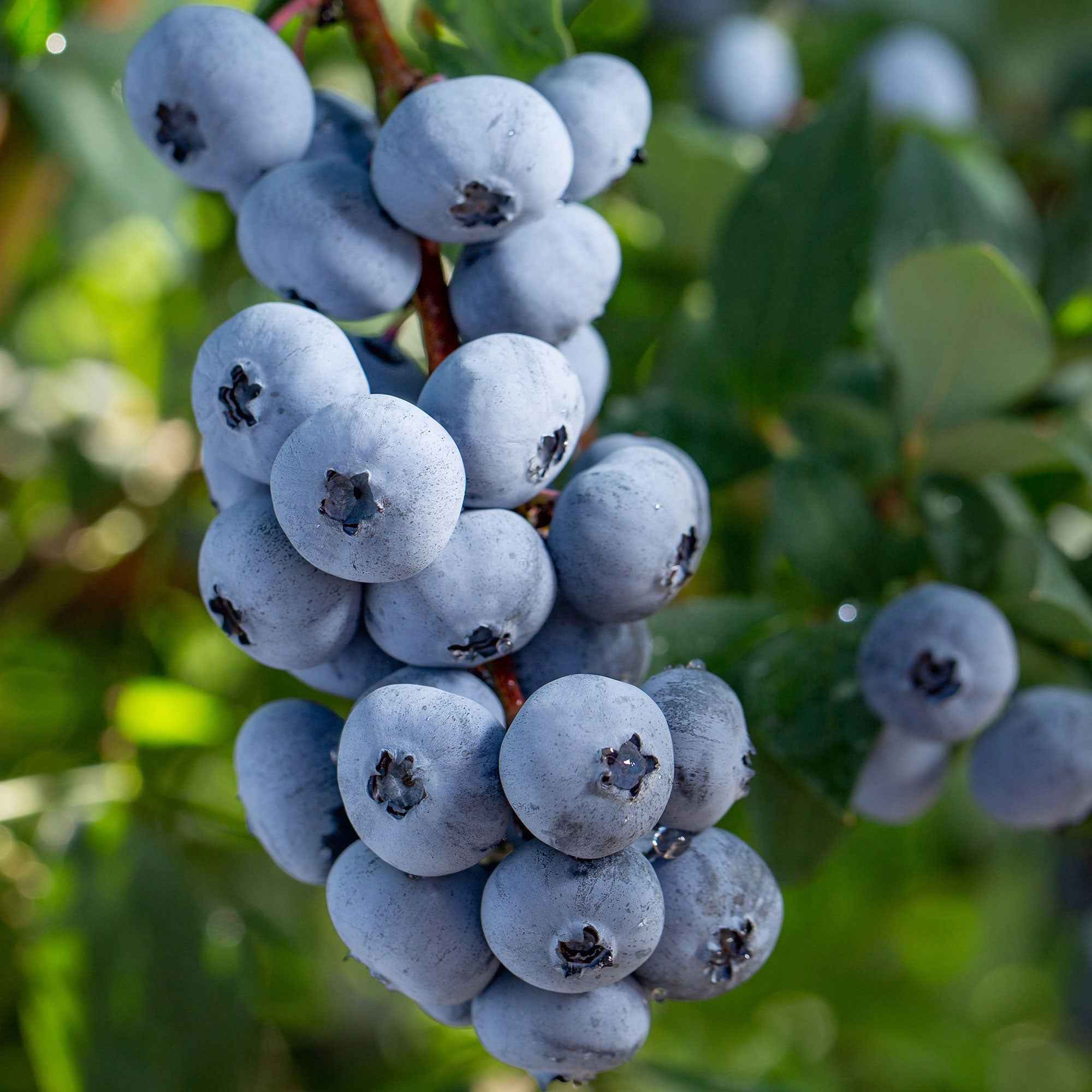 Bakker Myrtillier Brigitta Blue Vaccinium fruitier pot 13cm
