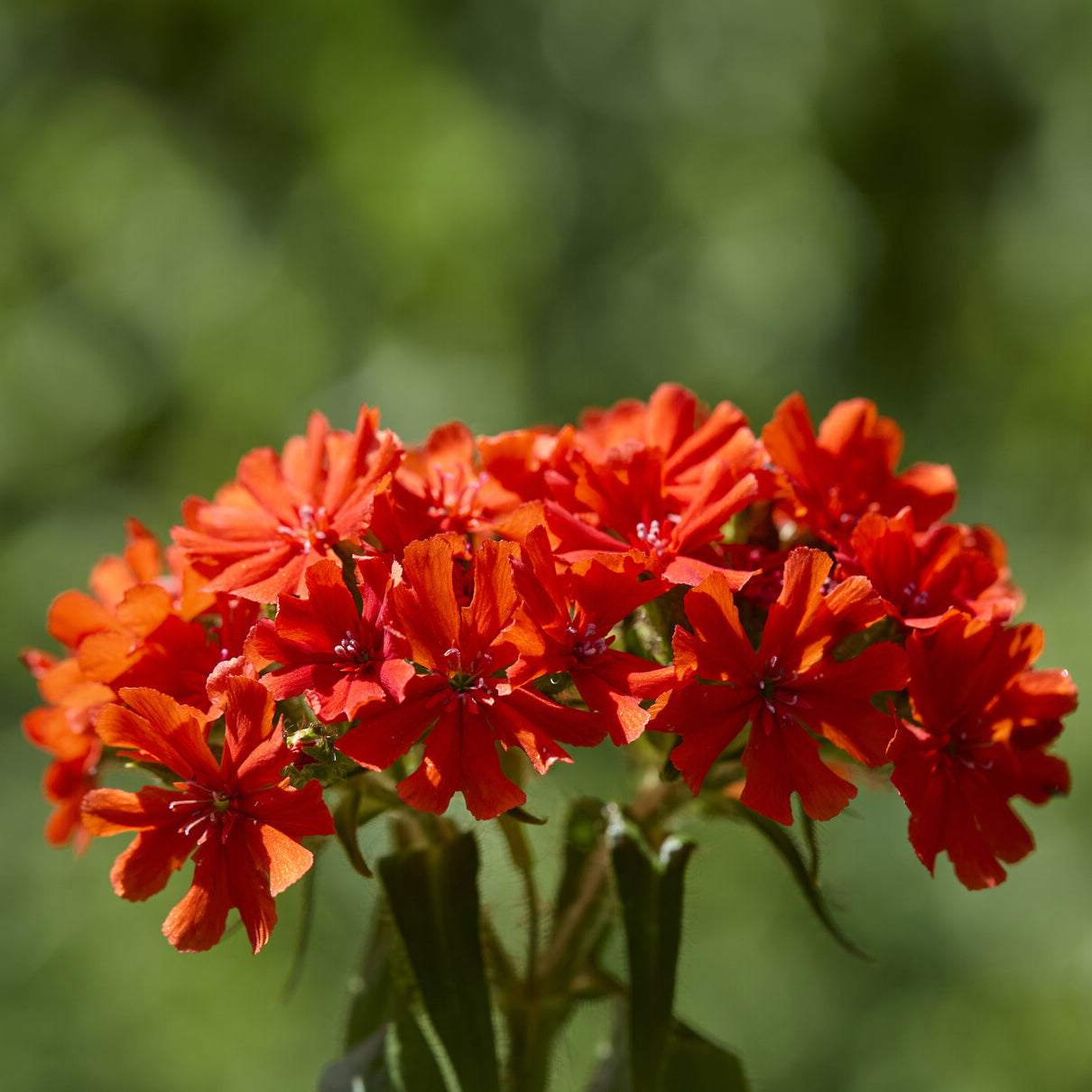 Bakker Morgenrot croix de Jérusalem pot 9cm orange